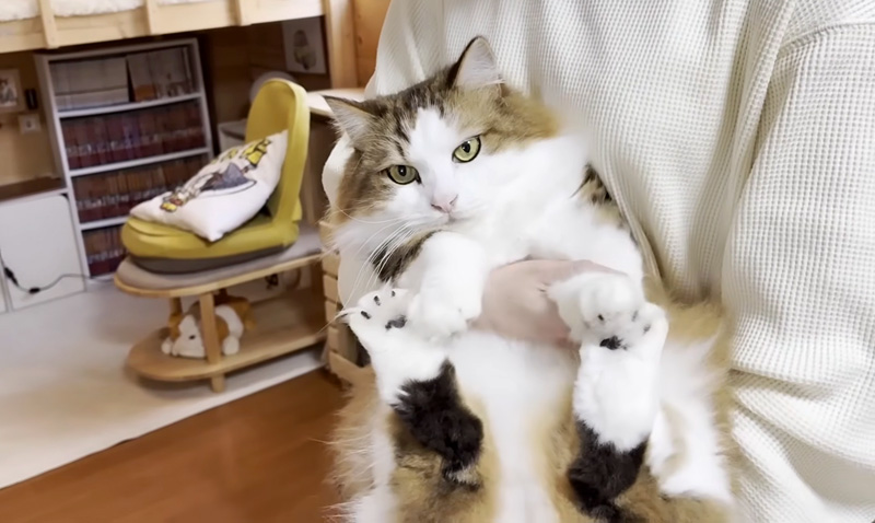 持たれる猫