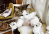 持たれる猫