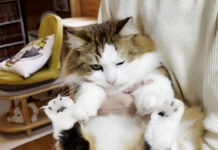 持たれる猫