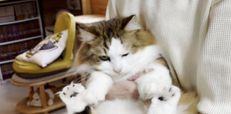 持たれる猫