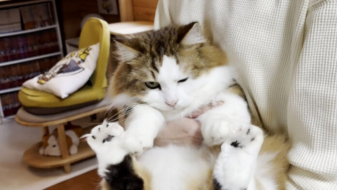 持たれる猫