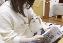 お母さんをジッと見つめる猫