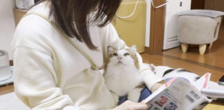 お母さんをジッと見つめる猫