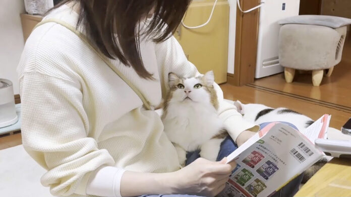 お母さんをジッと見つめる猫