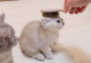 初めてブラッシングされた子猫