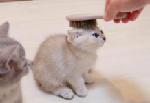 初めてブラッシングされた子猫