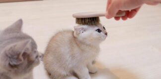 初めてブラッシングされた子猫