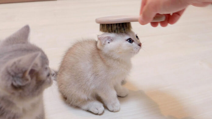 初めてブラッシングされた子猫