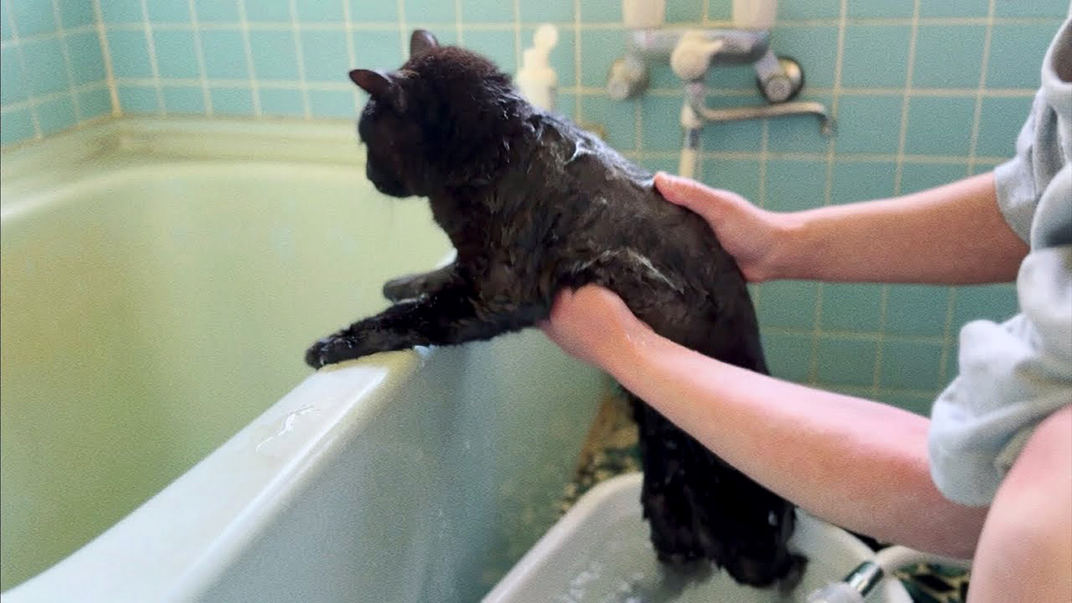 お風呂に入る猫