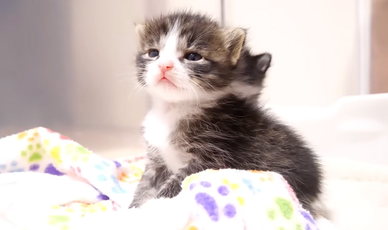 ウトウト子猫