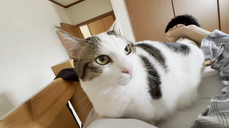 お兄ちゃんを強引に起こす猫