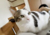 お兄ちゃんを強引に起こす猫