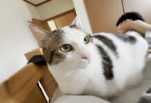 お兄ちゃんを強引に起こす猫
