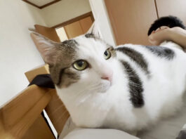 お兄ちゃんを強引に起こす猫