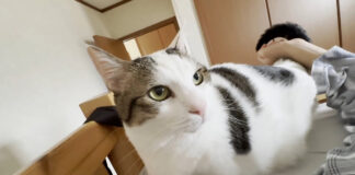 お兄ちゃんを強引に起こす猫