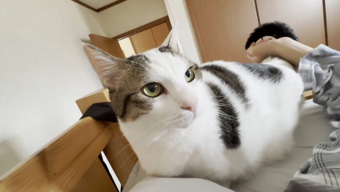 お兄ちゃんを強引に起こす猫