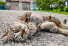 ゴロンゴロンと甘える猫