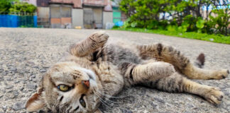 ゴロンゴロンと甘える猫