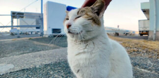 撫でられる猫