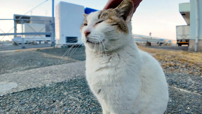 撫でられる猫