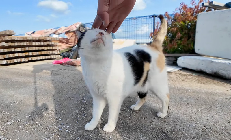 撫でられる猫