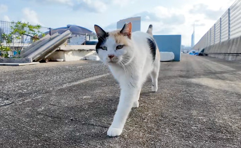 ついてくる猫
