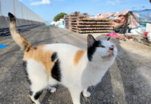 ハートマークの猫