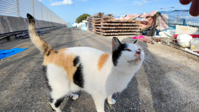 ハートマークの猫