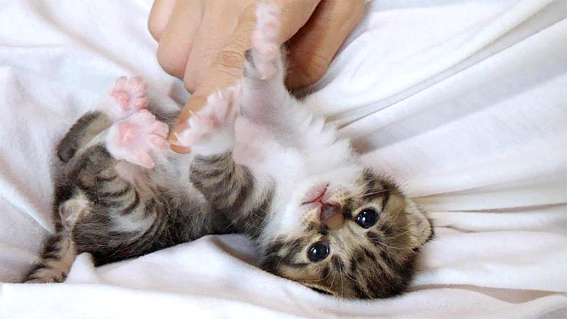 へそ天子猫