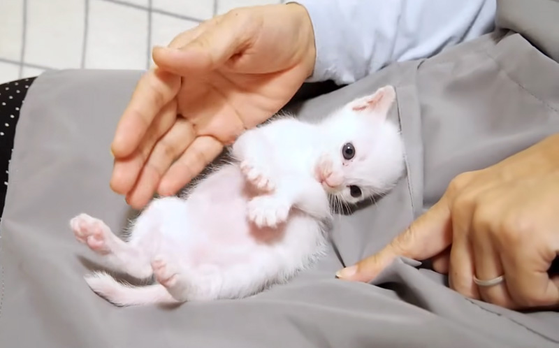 へそ天子猫