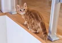 危ないところを歩く子猫
