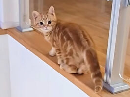 危ないところを歩く子猫