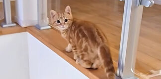 危ないところを歩く子猫
