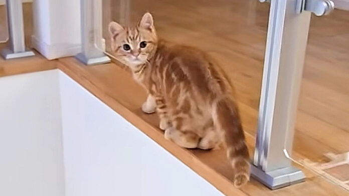 危ないところを歩く子猫