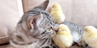 一緒に過ごすヒヨコ達と子猫
