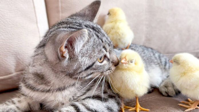 一緒に過ごすヒヨコ達と子猫