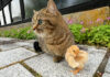 ヒヨコと出かけた子猫
