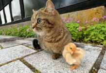 ヒヨコと出かけた子猫