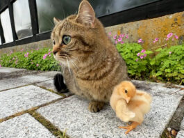 ヒヨコと出かけた子猫