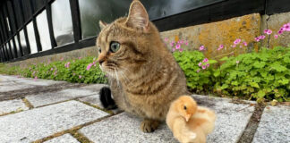 ヒヨコと出かけた子猫