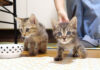 育ち盛りの子猫達