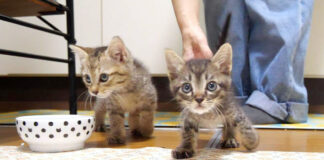 育ち盛りの子猫達