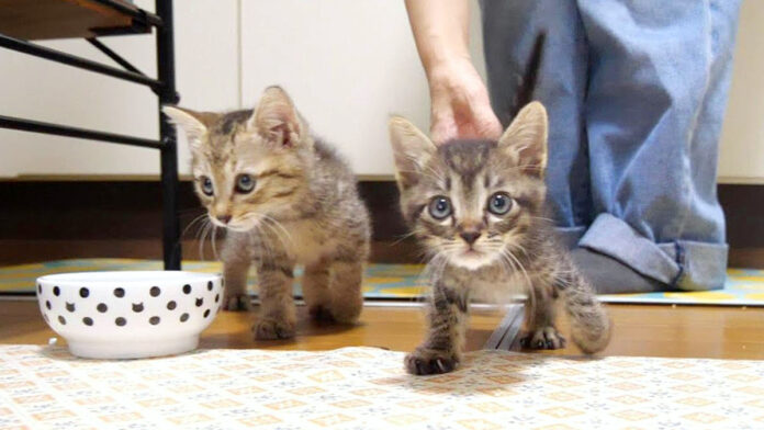 育ち盛りの子猫達