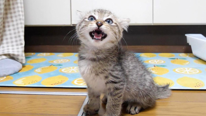 鳴く猫