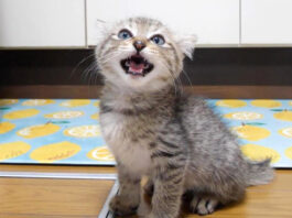 ご飯を催促する子猫