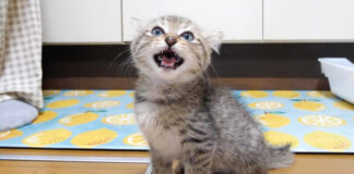ご飯を催促する子猫