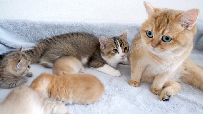 いまだに祖母猫のミルク飲もうとする子猫
