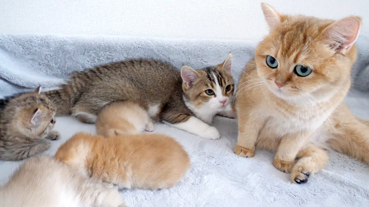 いまだに祖母猫のミルクを飲もうとする大きな赤ちゃん猫が可愛い