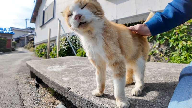 撫でられる猫