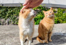撫でられる茶トラ猫軍団